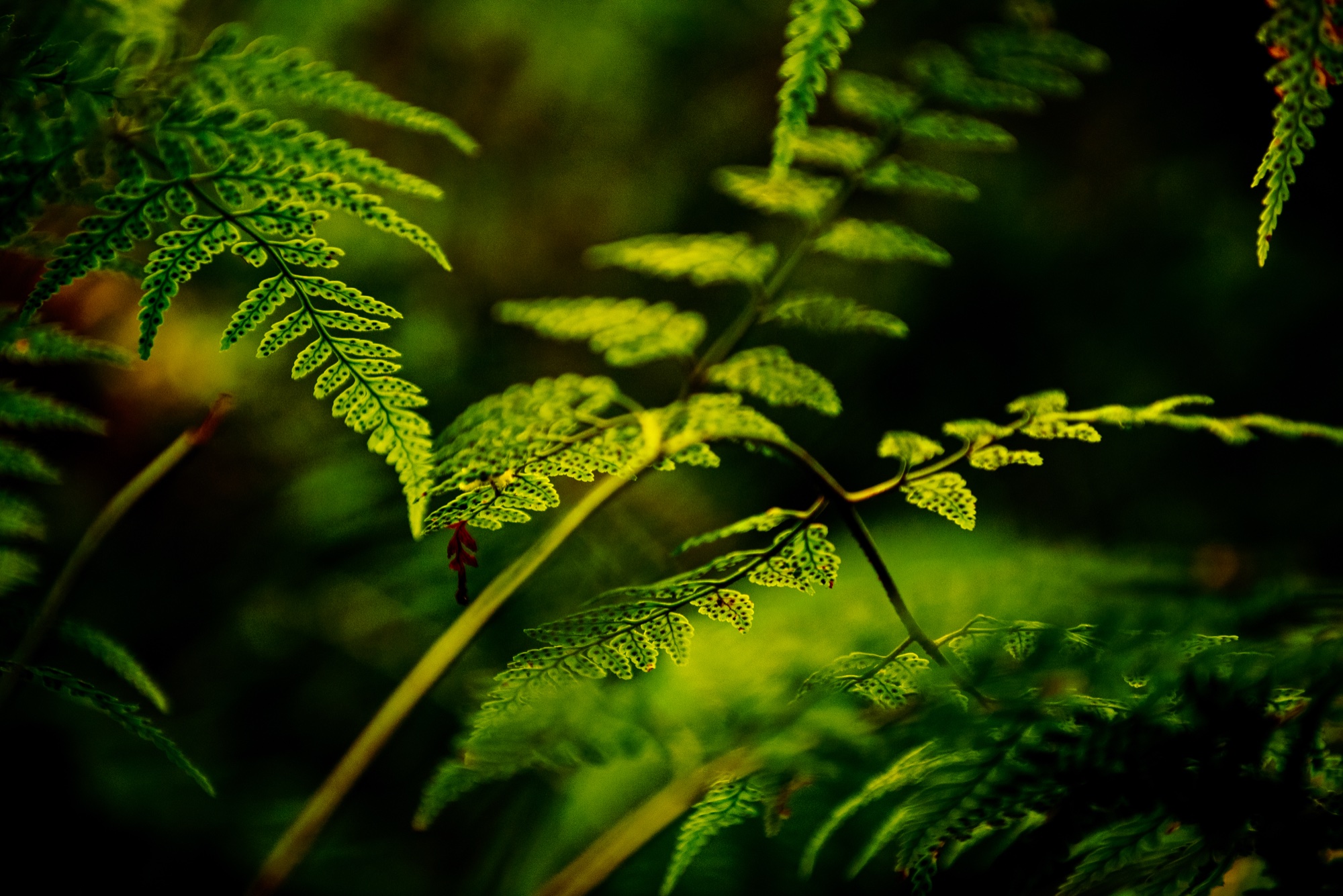 Fern Gully photograph 1 of 4