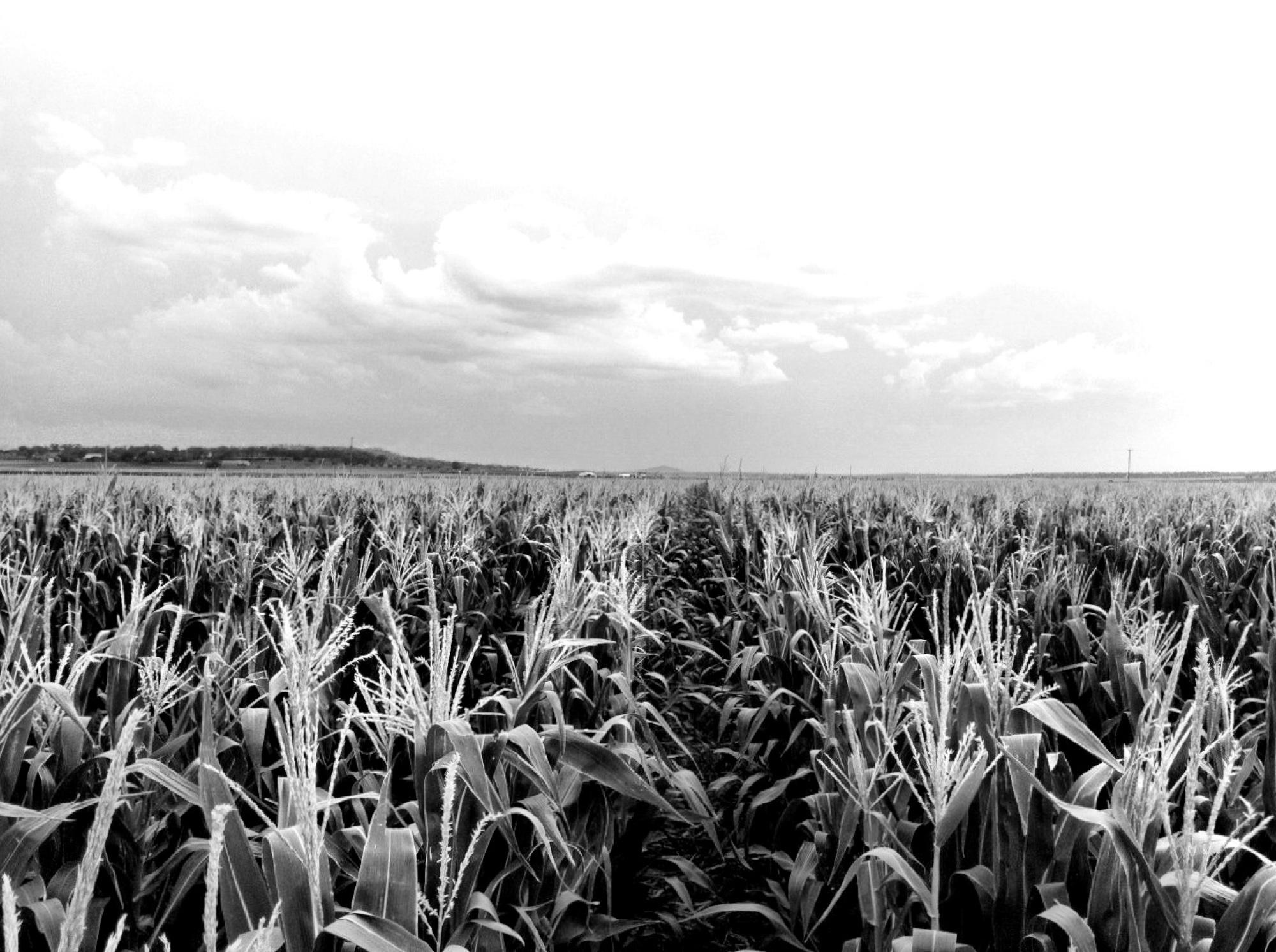 Monochrome photograph 19 of 43