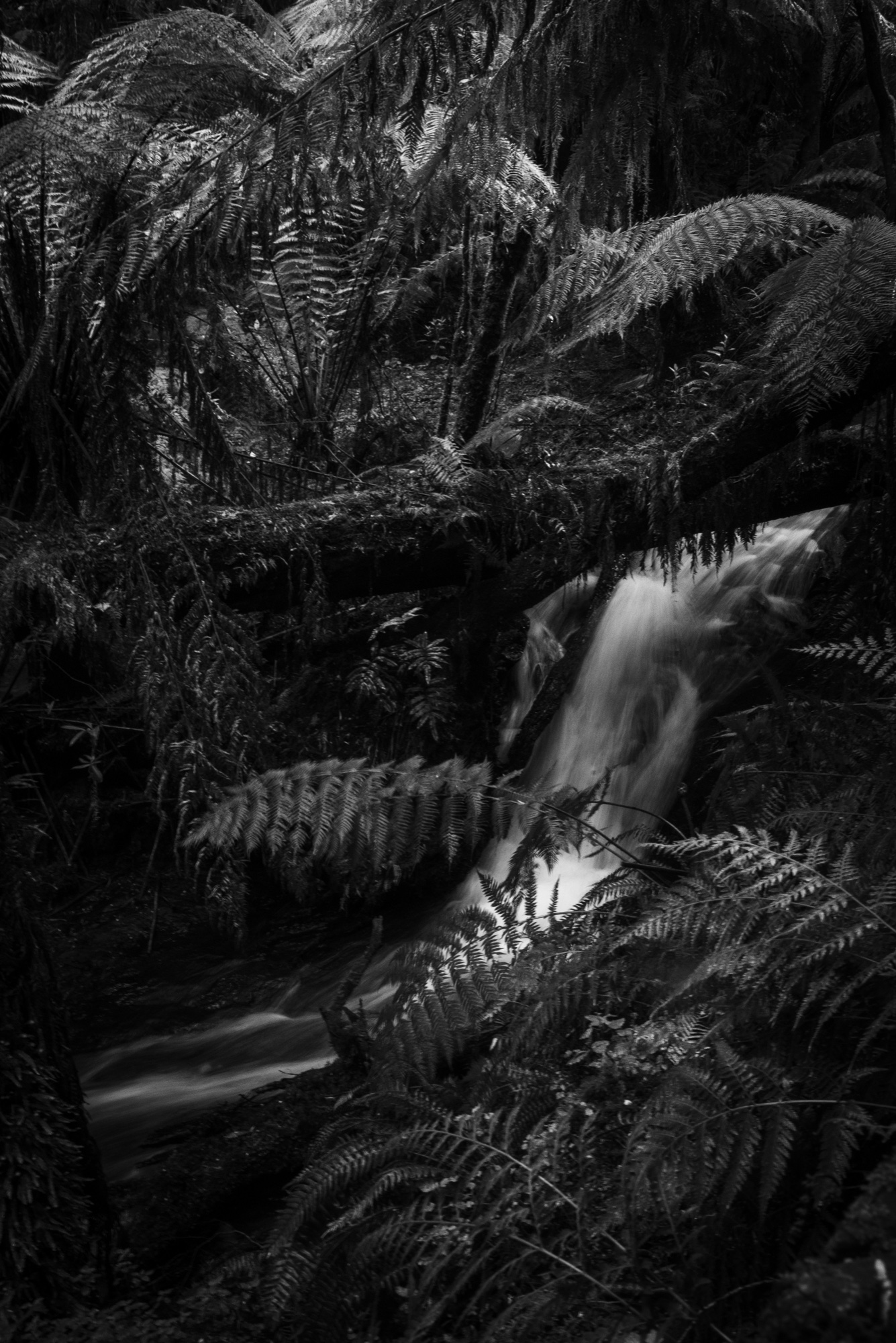Monochrome photograph 40 of 43