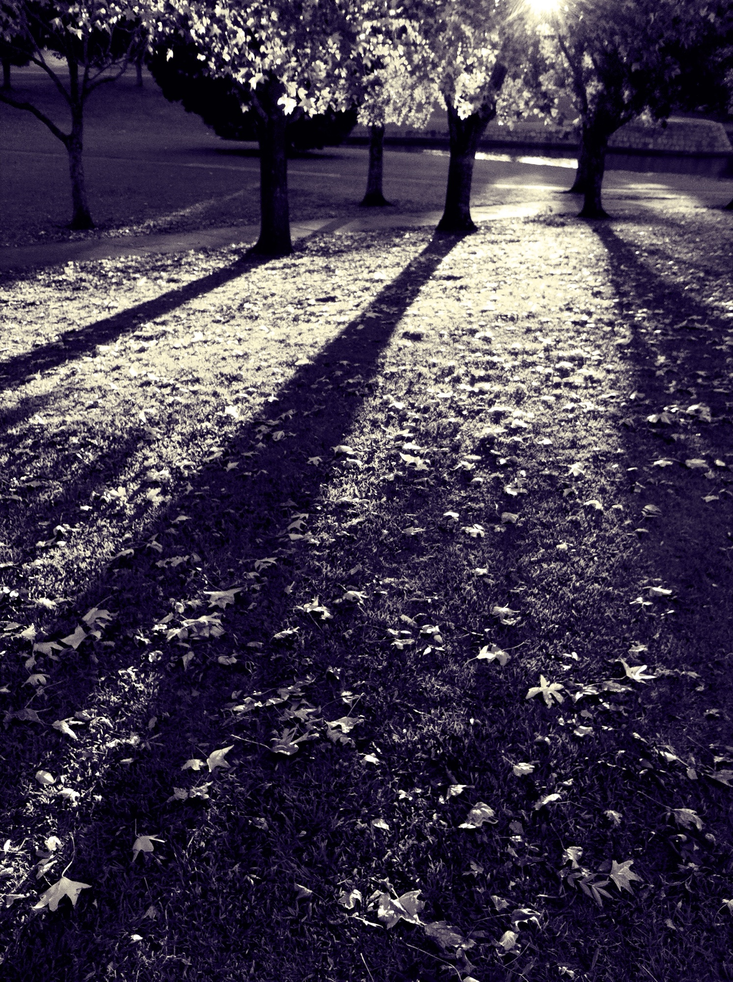 Monochrome photograph 34 of 43