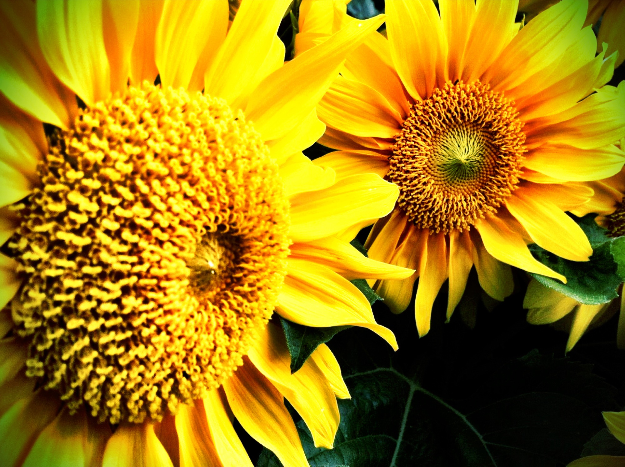Sunflower photograph 18 of 19
