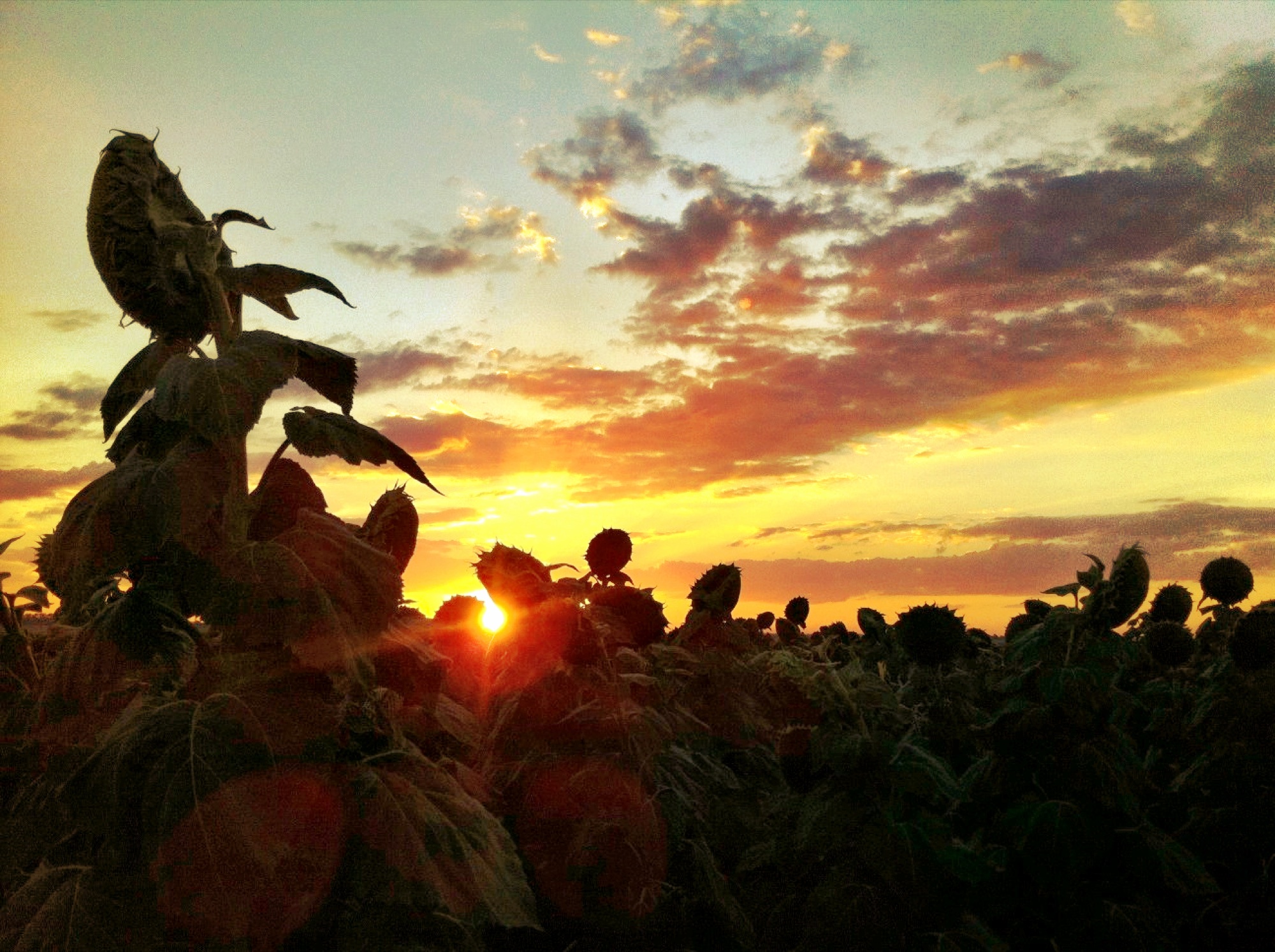 Sunflower photograph 2 of 19