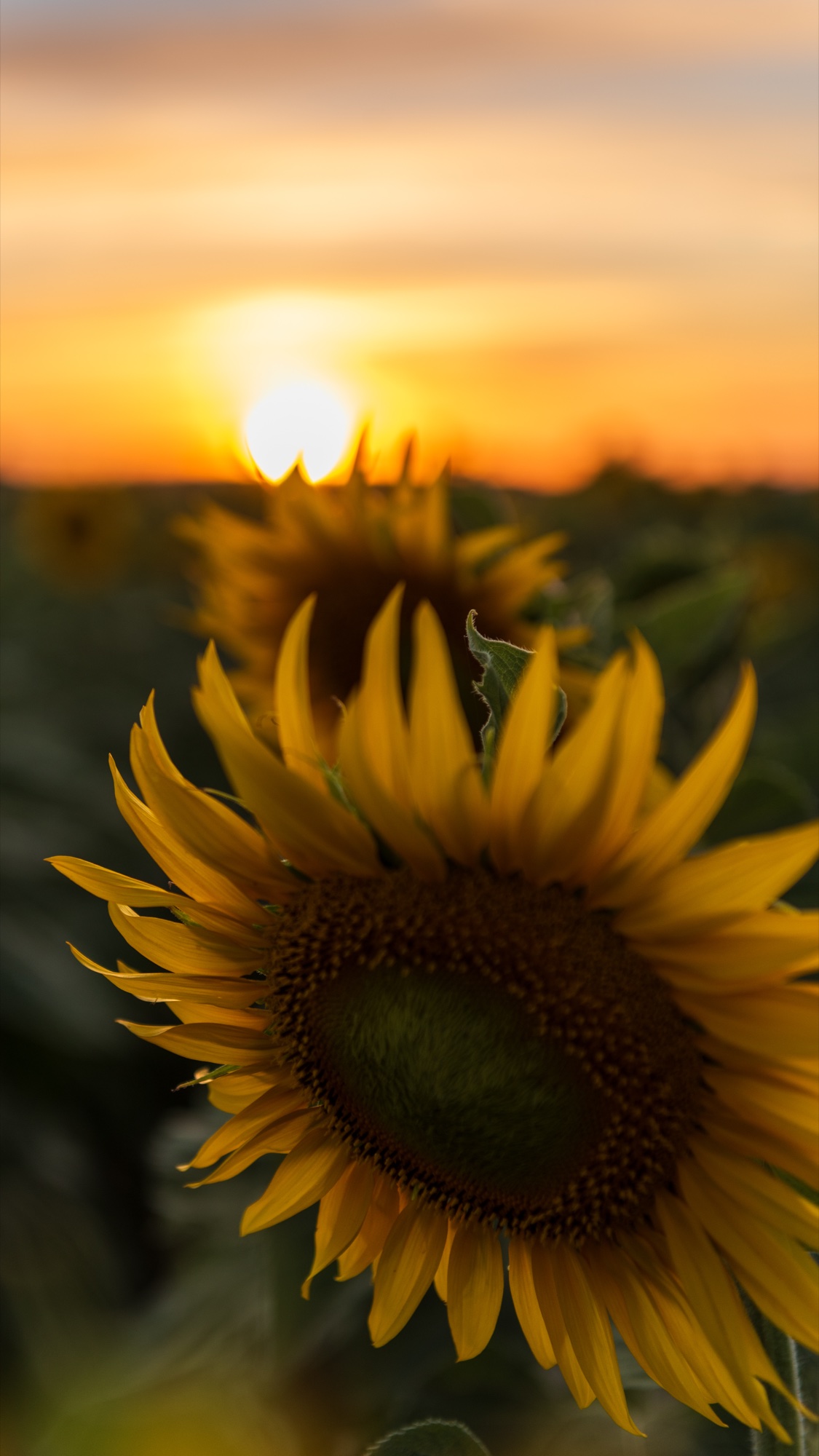 Sunflower photograph 19 of 19