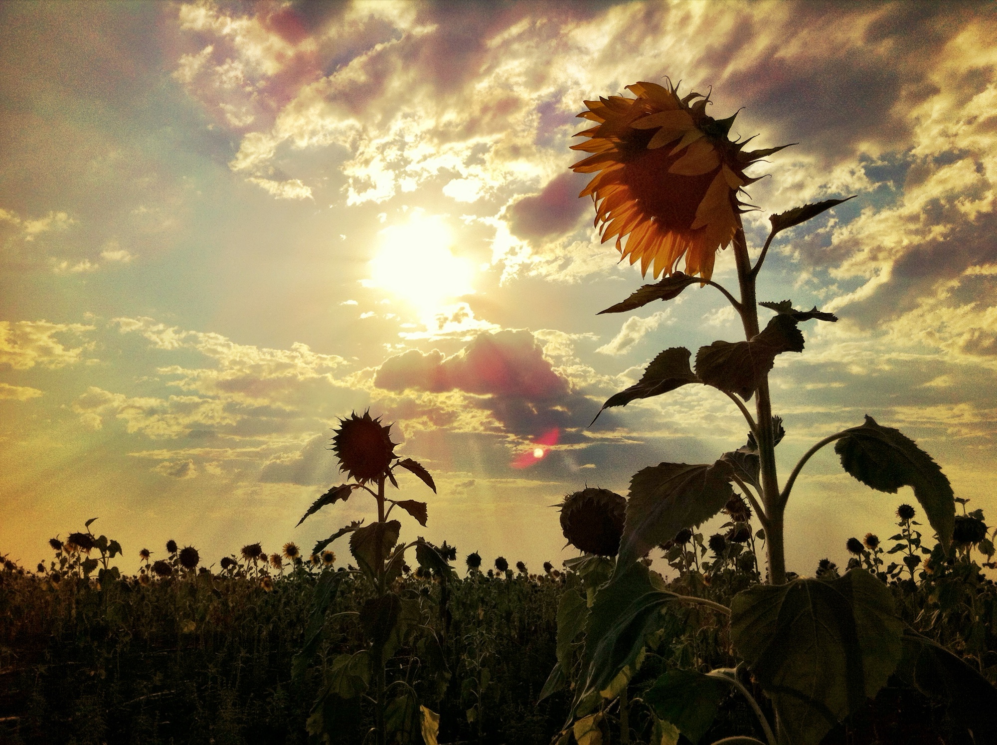 Sunflower photograph 10 of 19