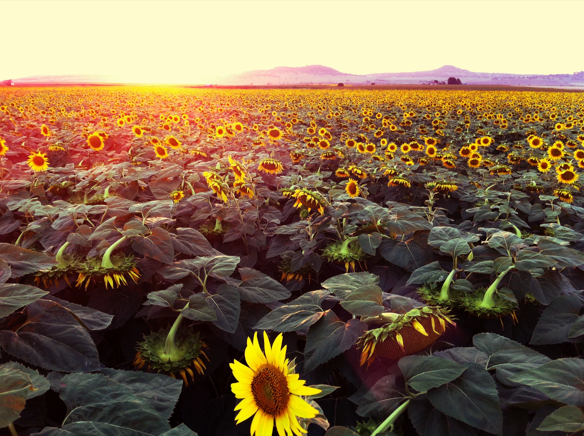 Sunflower photograph 9 of 19